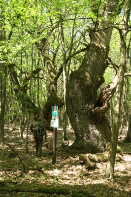 Veľký Blh, 7.5.2016
Horný Červený les (Vereš). Zarostlý pastevní les. Pohřebiště dubových obrů.


Keywords: Veľký Blh Horný Červený les Vereš