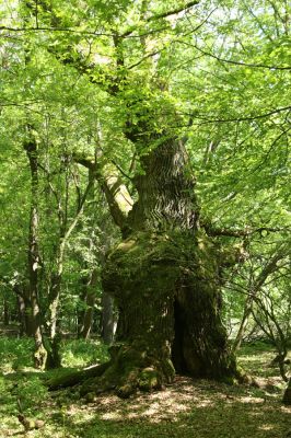 Veľký Blh, 7.5.2016
Horný Červený les (Vereš). Zarostlý pastevní les. Pohřebiště dubových obrů.



Schlüsselwörter: Veľký Blh Horný Červený les Vereš