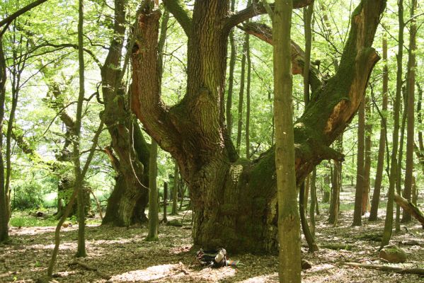 Veľký Blh, 7.5.2016
Horný Červený les (Vereš). Zarostlý pastevní les. Pohřebiště dubových obrů.


Keywords: Veľký Blh Horný Červený les Vereš