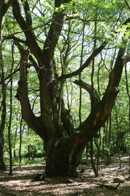 Veľký Blh, 7.5.2016
Horný Červený les (Vereš). Zarostlý pastevní les. Pohřebiště dubových obrů.


Klíčová slova: Veľký Blh Horný Červený les Vereš