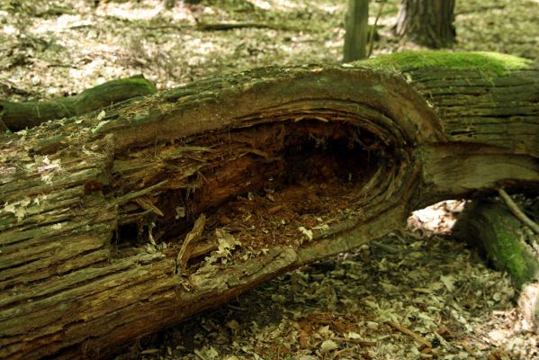 Veľký Blh, 7.5.2016
Horný Červený les (Vereš). Zarostlý pastevní les. Pohřebiště dubových obrů.


Klíčová slova: Veľký Blh Horný Červený les Vereš Ampedus praeustus