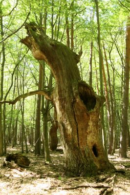 Veľký Blh, 7.5.2016
Horný Červený les (Vereš). Zarostlý pastevní les. Pohřebiště dubových obrů.


Klíčová slova: Veľký Blh Horný Červený les Vereš