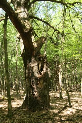 Veľký Blh, 7.5.2016
Horný Červený les (Vereš). Zarostlý pastevní les. Pohřebiště dubových obrů.


Mots-clés: Veľký Blh Horný Červený les Vereš