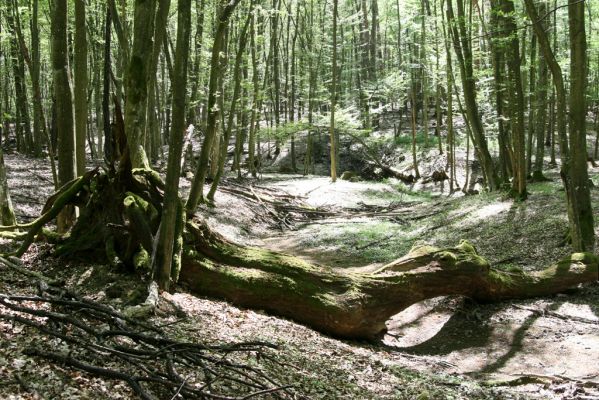 Veľký Blh, 7.5.2016
Horný Červený les (Vereš). Zarostlý pastevní les. Pohřebiště dubových obrů.


Mots-clés: Veľký Blh Horný Červený les Vereš