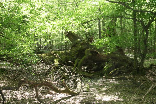 Veľký Blh, 7.5.2016
Horný Červený les (Vereš). Zarostlý pastevní les. Pohřebiště dubových obrů.


Keywords: Veľký Blh Horný Červený les Vereš