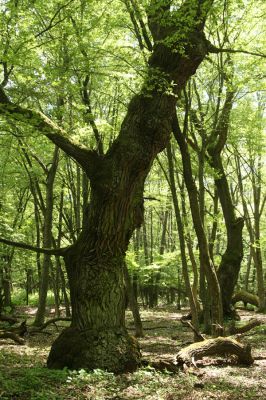 Veľký Blh, 7.5.2016
Horný Červený les (Vereš). Zarostlý pastevní les. Pohřebiště dubových obrů.


Keywords: Veľký Blh Horný Červený les Vereš