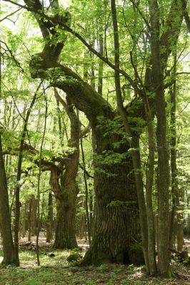 Veľký Blh, 7.5.2016
Horný Červený les (Vereš). Zarostlý pastevní les. Pohřebiště dubových obrů.


Klíčová slova: Veľký Blh Horný Červený les Vereš