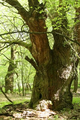 Veľký Blh, 7.5.2016
Horný Červený les (Vereš). Zarostlý pastevní les. Pohřebiště dubových obrů.


Schlüsselwörter: Veľký Blh Horný Červený les Vereš