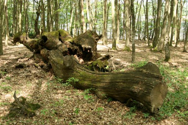 Veľký Blh, 7.5.2016
Horný Červený les (Vereš). Zarostlý pastevní les. Pohřebiště dubových obrů.


Mots-clés: Veľký Blh Horný Červený les Vereš