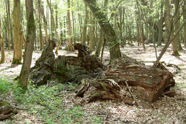 Veľký Blh, 7.5.2016
Horný Červený les (Vereš). Zarostlý pastevní les. Pohřebiště dubových obrů.


Klíčová slova: Veľký Blh Horný Červený les Vereš