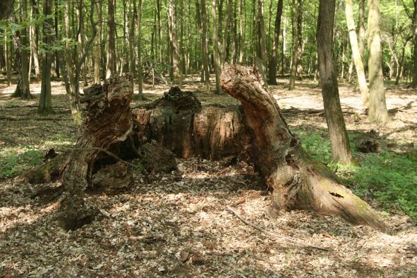 Veľký Blh, 7.5.2016
Horný Červený les (Vereš). Zarostlý pastevní les. Pohřebiště dubových obrů.


Klíčová slova: Veľký Blh Horný Červený les Vereš