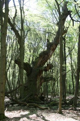 Veľký Blh, 7.5.2016
Horný Červený les (Vereš). Zarostlý pastevní les. Pohřebiště dubových obrů.


Klíčová slova: Veľký Blh Horný Červený les Vereš