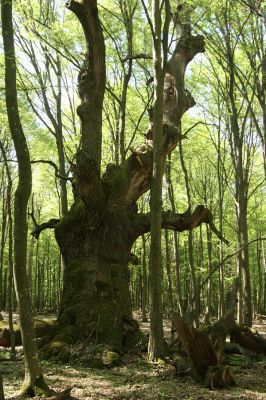 Veľký Blh, 7.5.2016
Horný Červený les (Vereš). Zarostlý pastevní les. Pohřebiště dubových obrů.


Klíčová slova: Veľký Blh Horný Červený les Vereš