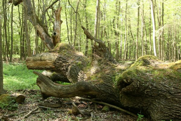 Veľký Blh, 7.5.2016
Horný Červený les (Vereš). Zarostlý pastevní les. Pohřebiště dubových obrů.


Mots-clés: Veľký Blh Horný Červený les Vereš Brachygonus dubius