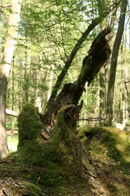 Veľký Blh, 7.5.2016
Horný Červený les (Vereš). Zarostlý pastevní les. Pohřebiště dubových obrů.


Klíčová slova: Veľký Blh Horný Červený les Vereš Brachygonus dubius