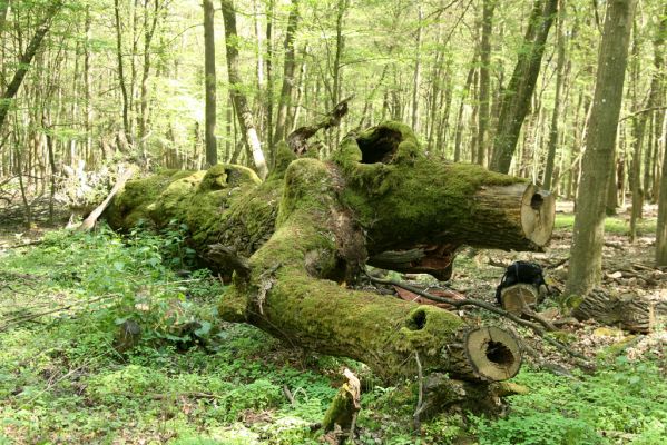 Veľký Blh, 7.5.2016
Horný Červený les (Vereš). Zarostlý pastevní les. Pohřebiště dubových obrů.


Klíčová slova: Veľký Blh Horný Červený les Vereš Brachygonus dubius