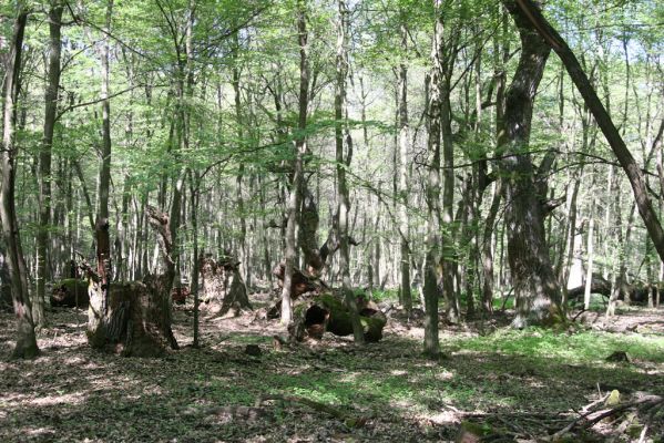 Veľký Blh, 7.5.2016
Horný Červený les (Vereš). Zarostlý pastevní les. Pohřebiště dubových obrů.


Klíčová slova: Veľký Blh Horný Červený les Vereš