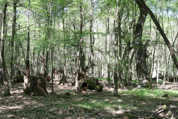 Veľký Blh, 7.5.2016
Horný Červený les (Vereš). Zarostlý pastevní les. Pohřebiště dubových obrů.


Keywords: Veľký Blh Horný Červený les Vereš