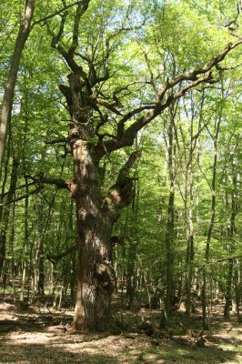 Veľký Blh, 7.5.2016
Horný Červený les (Vereš). Zarostlý pastevní les. Pohřebiště dubových obrů.


Klíčová slova: Veľký Blh Horný Červený les Vereš