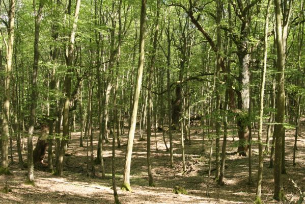 Veľký Blh, 7.5.2016
Horný Červený les (Vereš). Zarostlý pastevní les. Pohřebiště dubových obrů.


Keywords: Veľký Blh Horný Červený les Vereš