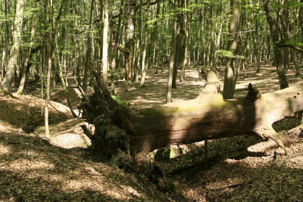 Veľký Blh, 7.5.2016
Horný Červený les (Vereš). Zarostlý pastevní les. Pohřebiště dubových obrů.


Klíčová slova: Veľký Blh Horný Červený les Vereš