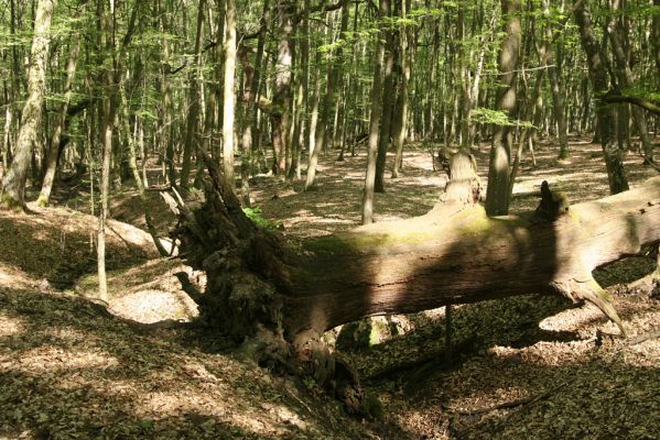 Veľký Blh, 7.5.2016
Horný Červený les (Vereš). Zarostlý pastevní les. Pohřebiště dubových obrů.


Schlüsselwörter: Veľký Blh Horný Červený les Vereš