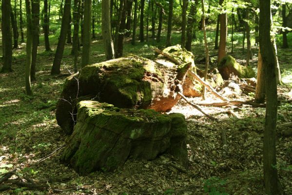 Veľký Blh, 7.5.2016
Horný Červený les (Vereš). Zarostlý pastevní les. Pohřebiště dubových obrů.


Klíčová slova: Veľký Blh Horný Červený les Vereš Gnorimus variabilis