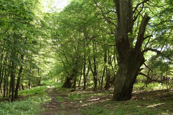 Veľký Blh, 7.5.2016
Horný Červený les (Vereš). Zarostlý pastevní les. Pohřebiště dubových obrů.


Keywords: Veľký Blh Horný Červený les Vereš Limoniscus violaceus