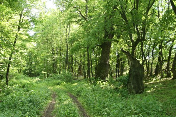 Veľký Blh, 7.5.2016
Horný Červený les (Vereš). Zarostlý pastevní les. Pohřebiště dubových obrů.


Klíčová slova: Veľký Blh Horný Červený les Vereš Limoniscus violaceus