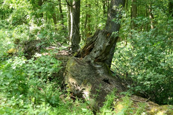 Veľký Blh, 7.5.2016
Horný Červený les (Vereš). Zarostlý pastevní les. Pohřebiště dubových obrů.


Schlüsselwörter: Veľký Blh Horný Červený les Vereš Gnorimus variabilis