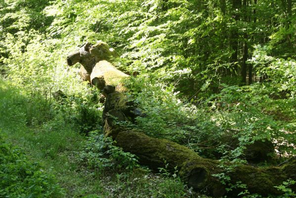 Veľký Blh, 7.5.2016
Horný Červený les (Vereš). Zarostlý pastevní les. Pohřebiště dubových obrů.


Keywords: Veľký Blh Horný Červený les Vereš