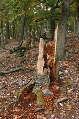 Veľký Klíž, 8.10.2016
Suťový les na vrchu Veľká Suchá. Pahýl dubu osídlený kovaříky Lacon querceus, Ampedus hjorti a Ampedus cardinalis. 
Keywords: Veľký Klíž vrch Veľká Suchá Lacon querceus Ampedus hjorti Ampedus cardinalis