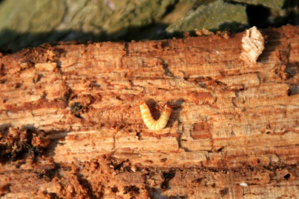 Veltrusy, zámecký park, 11.3.2007
Lužní les, larva Crepidophorus mutilatus v trouchnivém dřevě rozlomené dutiny jírovce.




Klíčová slova: Veltrusy zámecký park Crepidophorus mutilatus