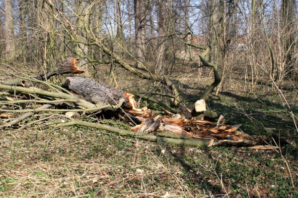 Veltrusy, zámecký park, 11.3.2007
Lužní les u zámku. Prasklá dutina v odlomené vrchní části kmene jírovce. Biotop kovaříků Elater ferrugineus a Crepidophorus mutilatus.


Mots-clés: Veltrusy zámecký park Crepidophorus mutilatus Elater ferrugineus