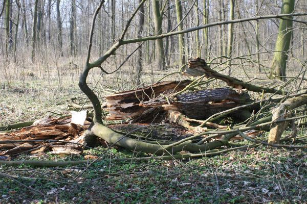 Veltrusy, zámecký park, 11.3.2007
Lužní les u zámku. Prasklá dutina v odlomené vrchní části kmene jírovce. Biotop kovaříků Elater ferrugineus a Crepidophorus mutilatus.


Klíčová slova: Veltrusy zámecký park Crepidophorus mutilatus Elater ferrugineus