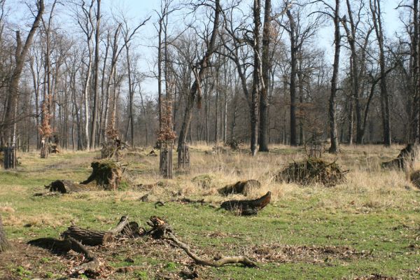 Veltrusy, zámecký park, 11.3.2007
Vzhled obory po ničivé povodni a v témže roce následující vichřici.
Klíčová slova: Veltrusy zámecký park obora