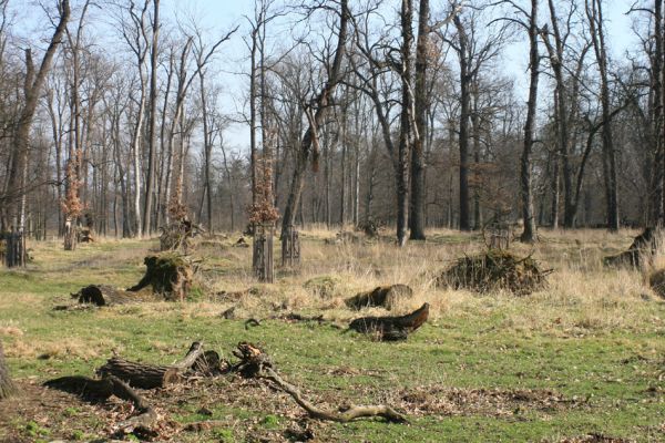 Veltrusy, zámecký park, 11.3.2007
Vzhled obory po ničivé povodni a v témže roce následující vichřici.
Klíčová slova: Veltrusy zámecký park obora