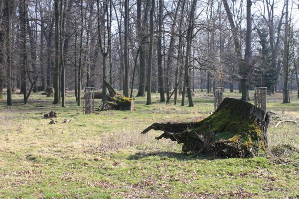 Veltrusy, zámecký park, 11.3.2007
Vzhled obory po ničivé povodni a v témže roce následující vichřici. 
Klíčová slova: Veltrusy zámecký park obora