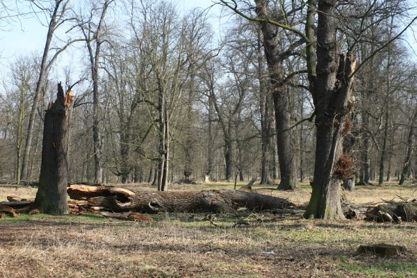 Veltrusy, zámecký park, 11.3.2007
Obora. Prasklý kmen dubu.



Klíčová slova: Veltrusy zámecký park obora Ampedus cardinalis