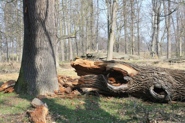 Veltrusy, zámecký park, 11.3.2007
Obora. Rozlomený kmen dubu.
Klíčová slova: Veltrusy zámecký park obora Ampedus cardinalis