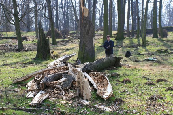 Veltrusy, zámecký park, 11.3.2007
Obora. Rozlomený kmen jasanu.
Klíčová slova: Veltrusy zámecký park obora Vacík