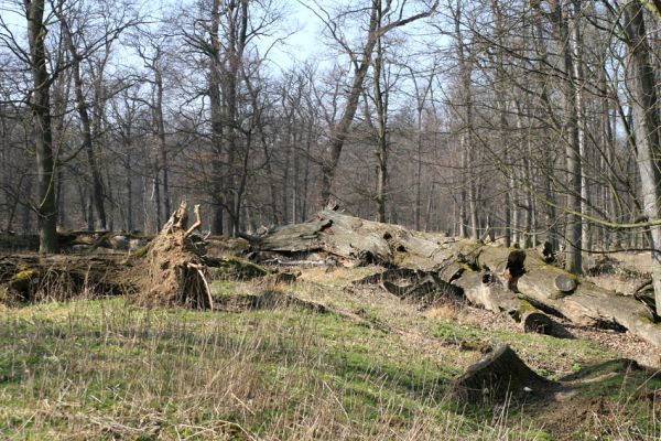 Veltrusy, zámecký park, 11.3.2007
Obora. Prastaré kmeny mrtvých dubů.
Klíčová slova: Veltrusy zámecký park obora Ampedus cardinalis