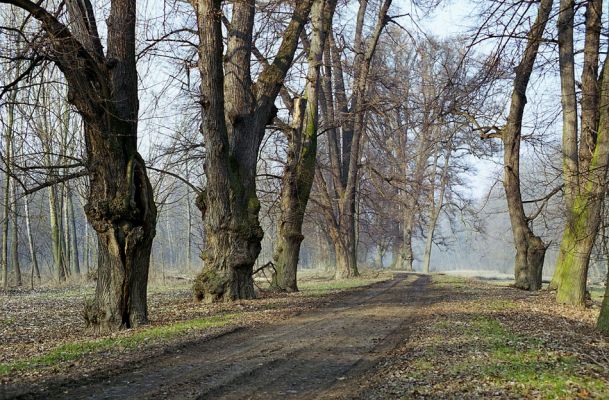 Veltrusy, 28.2.2003
Lipová alej.
Schlüsselwörter: Veltrusy park Crepidophorus mutilatus