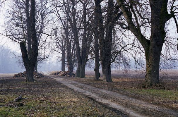 Veltrusy, 28.2.2003
Lipová alej.
Klíčová slova: Veltrusy park Crepidophorus mutilatus