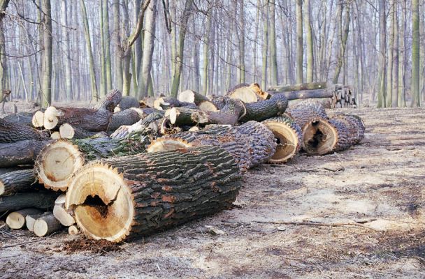 Veltrusy, 28.2.2003
Svoziště pokácených kmenů dubů.
Klíčová slova: Veltrusy park Crepidophorus mutilatus