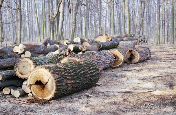 Veltrusy, 28.2.2003
Svoziště pokácených kmenů dubů.
Mots-clés: Veltrusy park Crepidophorus mutilatus