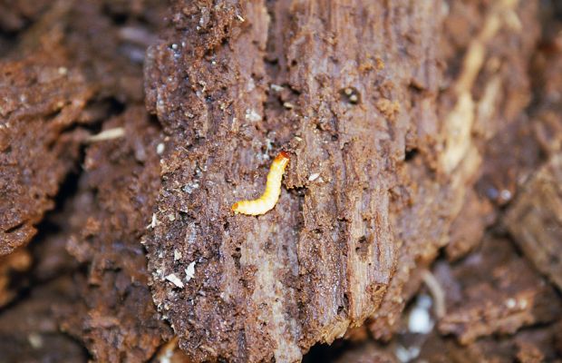 Veltrusy, 28.2.2003
Trouchnivé dřevo v dutině topolu. Larva kovaříka Crepidophorus mutilatus ve svém přirozeném prostředí.
Klíčová slova: Veltrusy park Crepidophorus mutilatus
