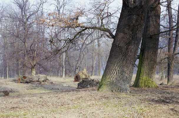 Veltrusy, 28.2.2003
Duby v oboře.
Klíčová slova: Veltrusy obora