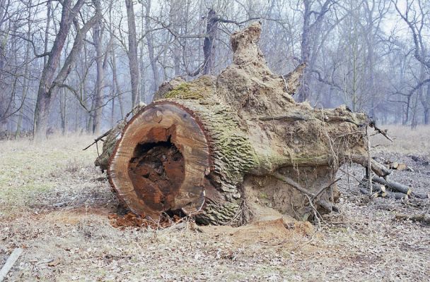 Veltrusy, 28.2.2003
Trouchnivé dřevo dutin mohutných dubů osidluje také kovařík Ampedus elegantulus. 
Klíčová slova: Veltrusy obora Ampedus elegantulus