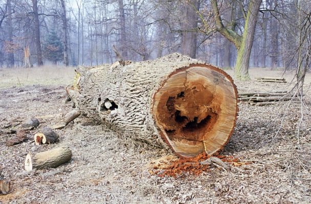 Veltrusy, 28.2.2003
Jeden z podříznutých dubů v oboře. Trouchnivé dřevo dutin mohutných dubů zde osidluje také kovařík Ampedus elegantulus. 
Schlüsselwörter: Veltrusy obora Ampedus elegantulus